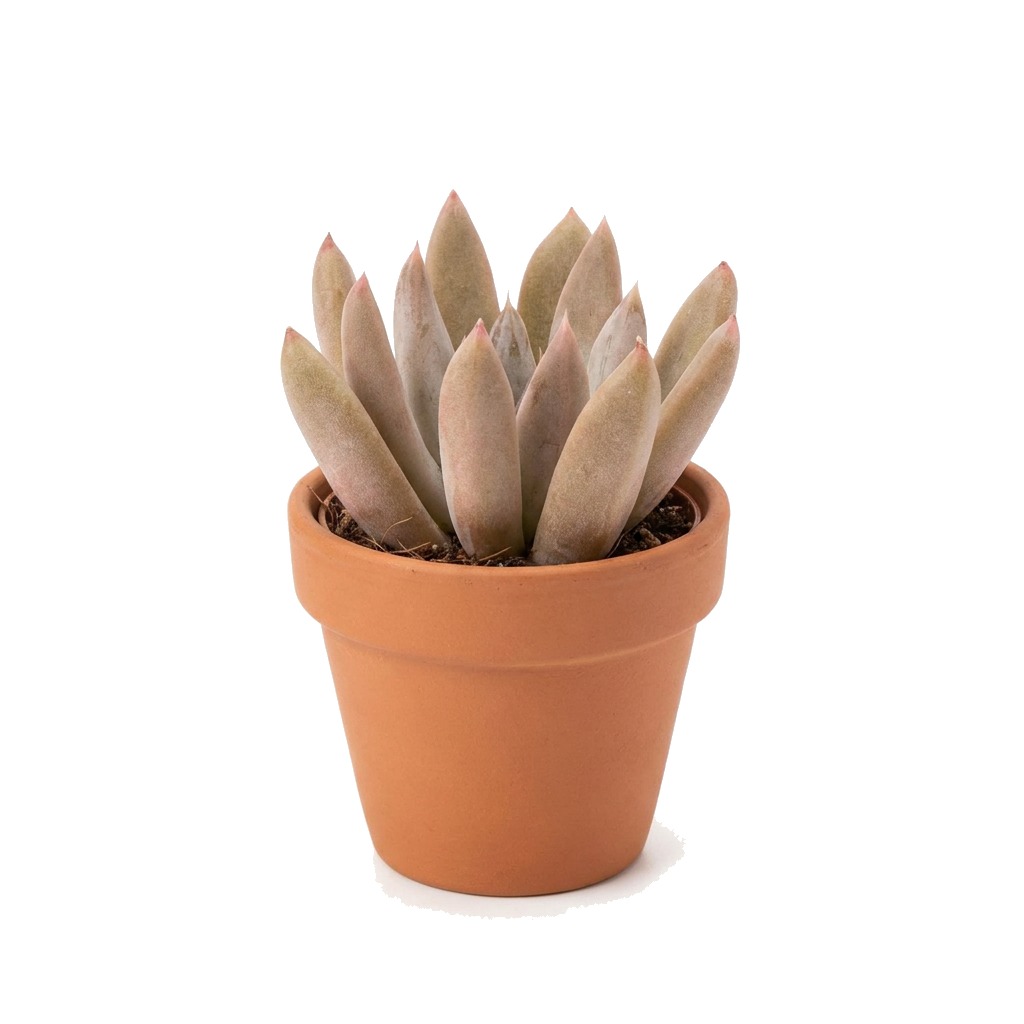 Eszeweria tolimanensis ⌇ Echeveria tolimanensis