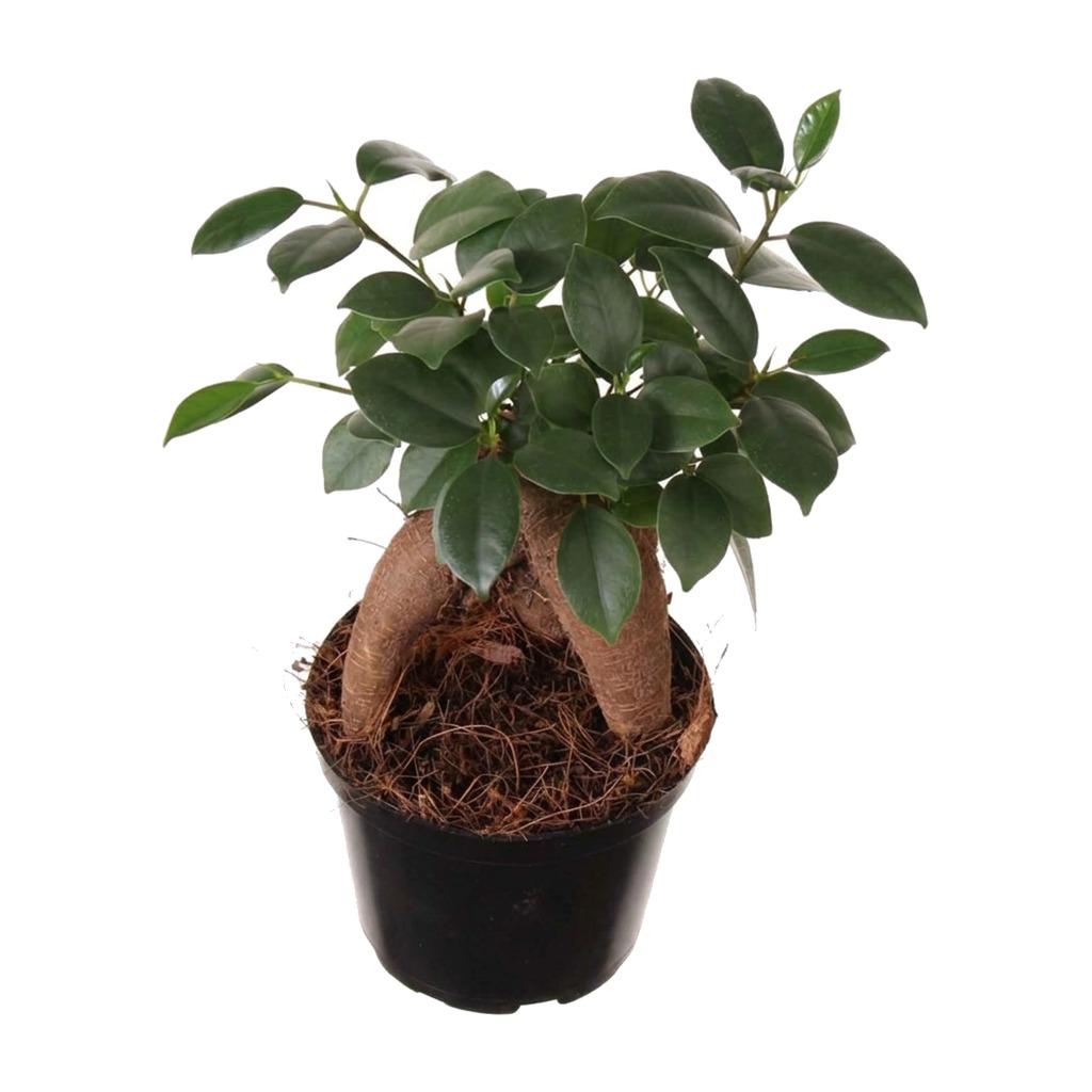 Figowiec tępy Bonsai ⌇ Ficus retusa (F. microcarpa) — rozmiar M