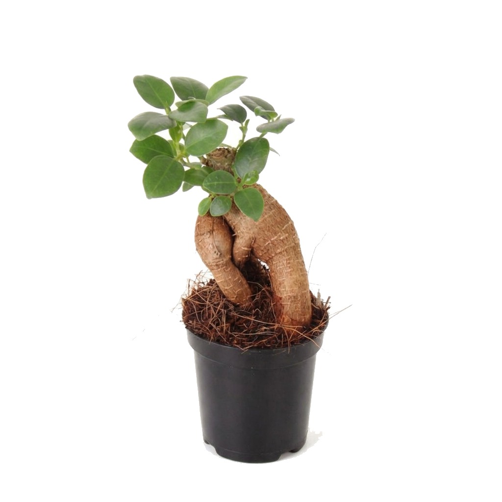 Figowiec tępy Bonsai ⌇ Ficus retusa (F. microcarpa)