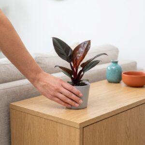 Filodendron Black Cardinal