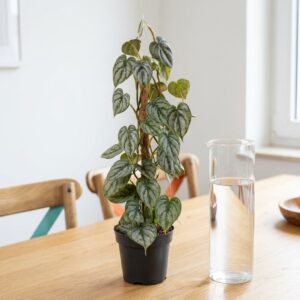 Filodendron brandtianum