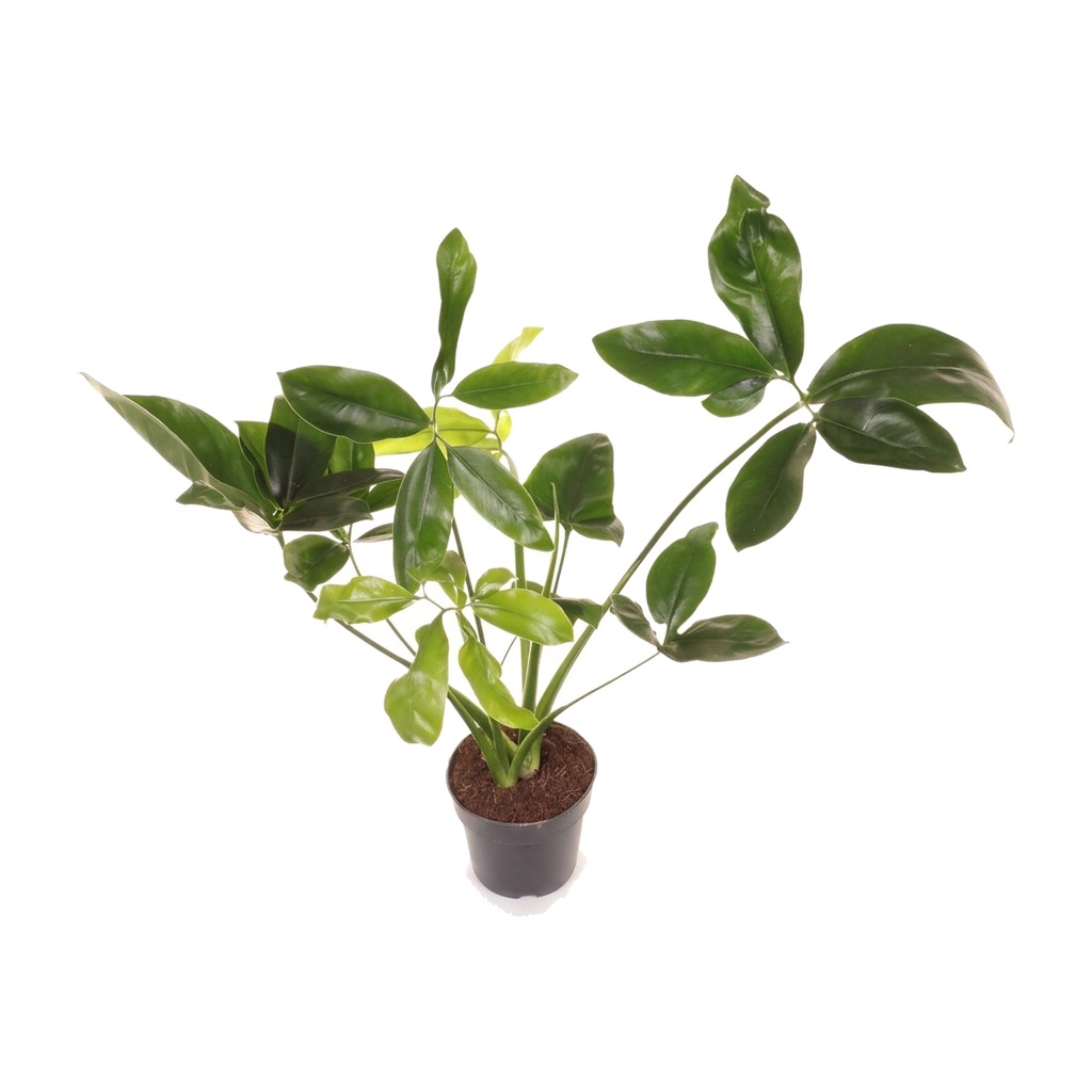 Filodendron Fun Bun ⌇ Philodendron 'Fun Bun' — rozmiar M
