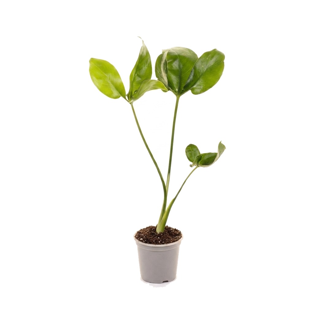 Filodendron Fun Bun ⌇ Philodendron 'Fun Bun' — rozmiar MALUCH