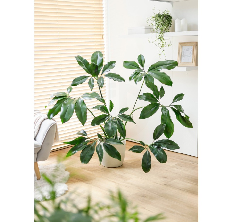 Filodendron Fun Bun ⌇ Philodendron 'Fun Bun'