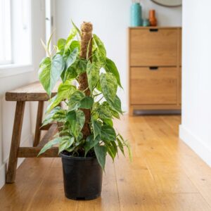 Filodendron pnący Oxycardium Variegata
