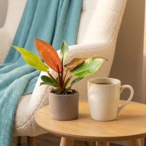 Filodendron Prince of Orange