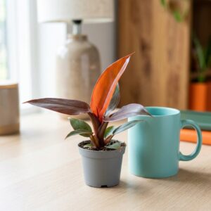 Filodendron Red Sun