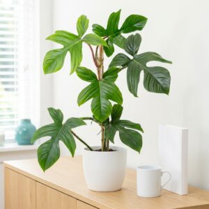 Filodendron squamiferum