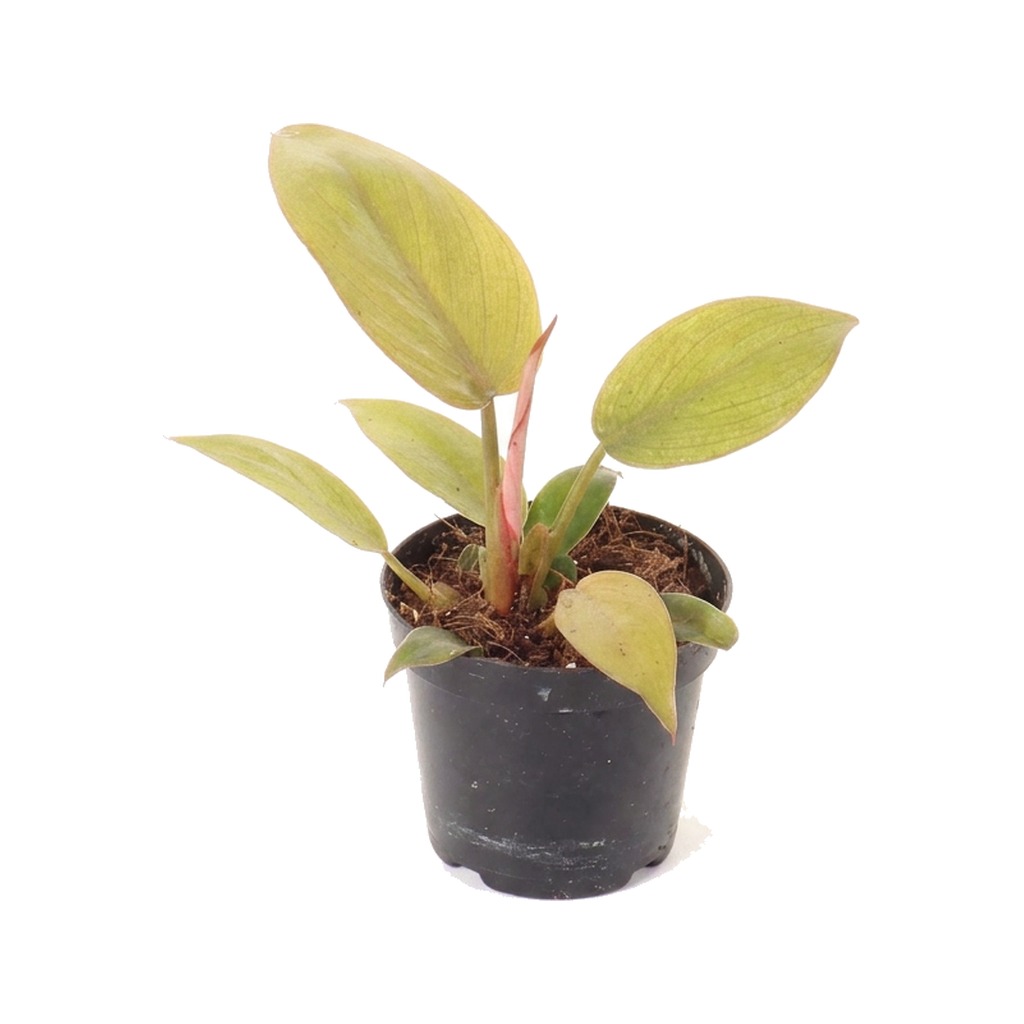 Filodendron Summer Glory ⌇ Philodendron 'Summer Glory' — rozmiar MALUCH