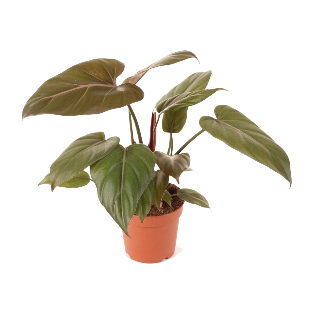 Filodendron Summer Glory ⌇ Philodendron 'Summer Glory'