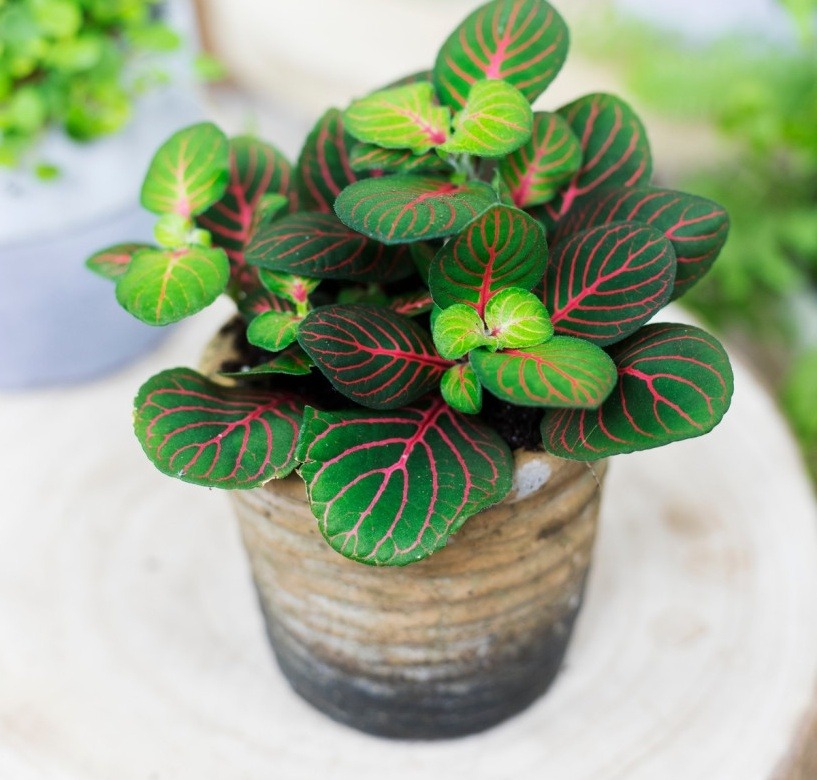 Fitonia Bubble Red ⌇ Fittonia 'Bubble Red'
