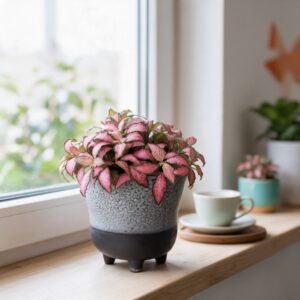Fitonia Pink Special