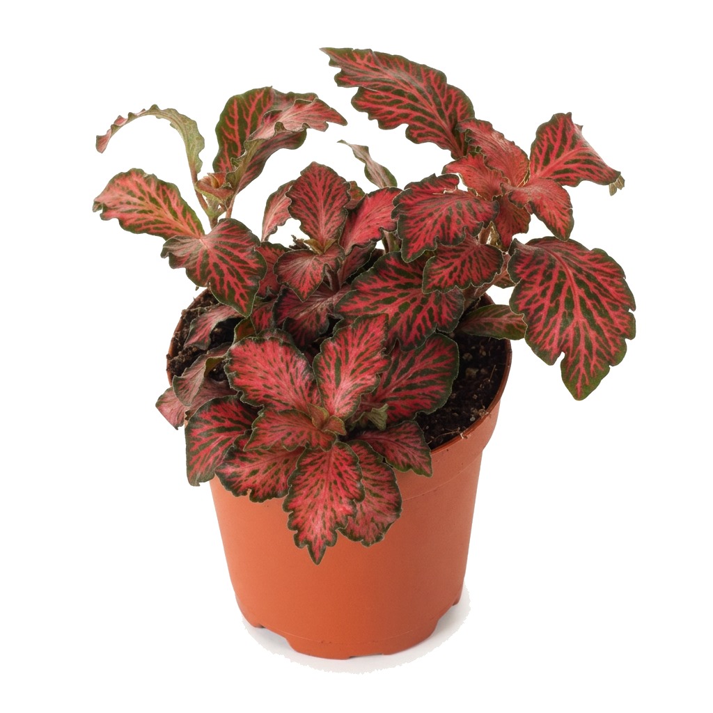 Fitonia Red Star ⌇ Fittonia verschaffeltii 'Red Star'