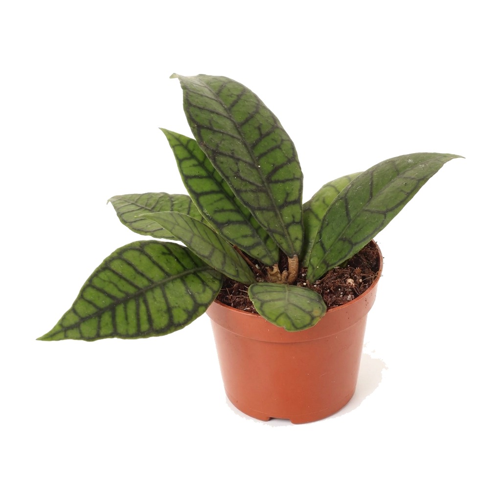 Hoja callistophylla ⌇ Hoya callistophylla — rozmiar M