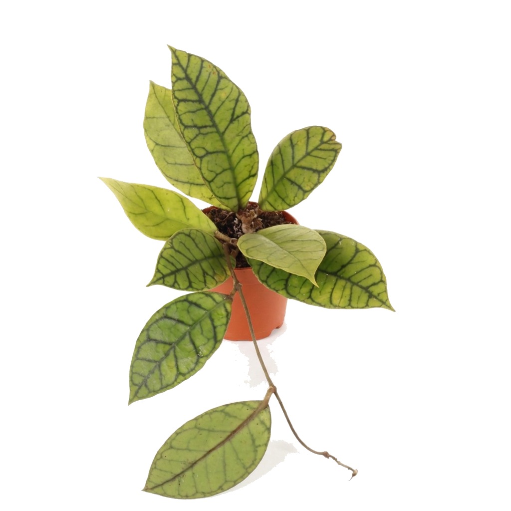 Hoja callistophylla ⌇ Hoya callistophylla — rozmiar MALUCH