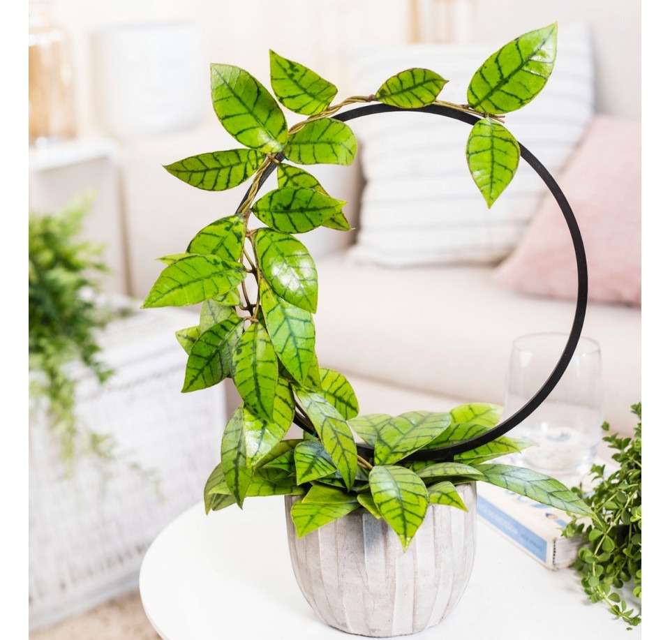 Hoja callistophylla ⌇ Hoya callistophylla