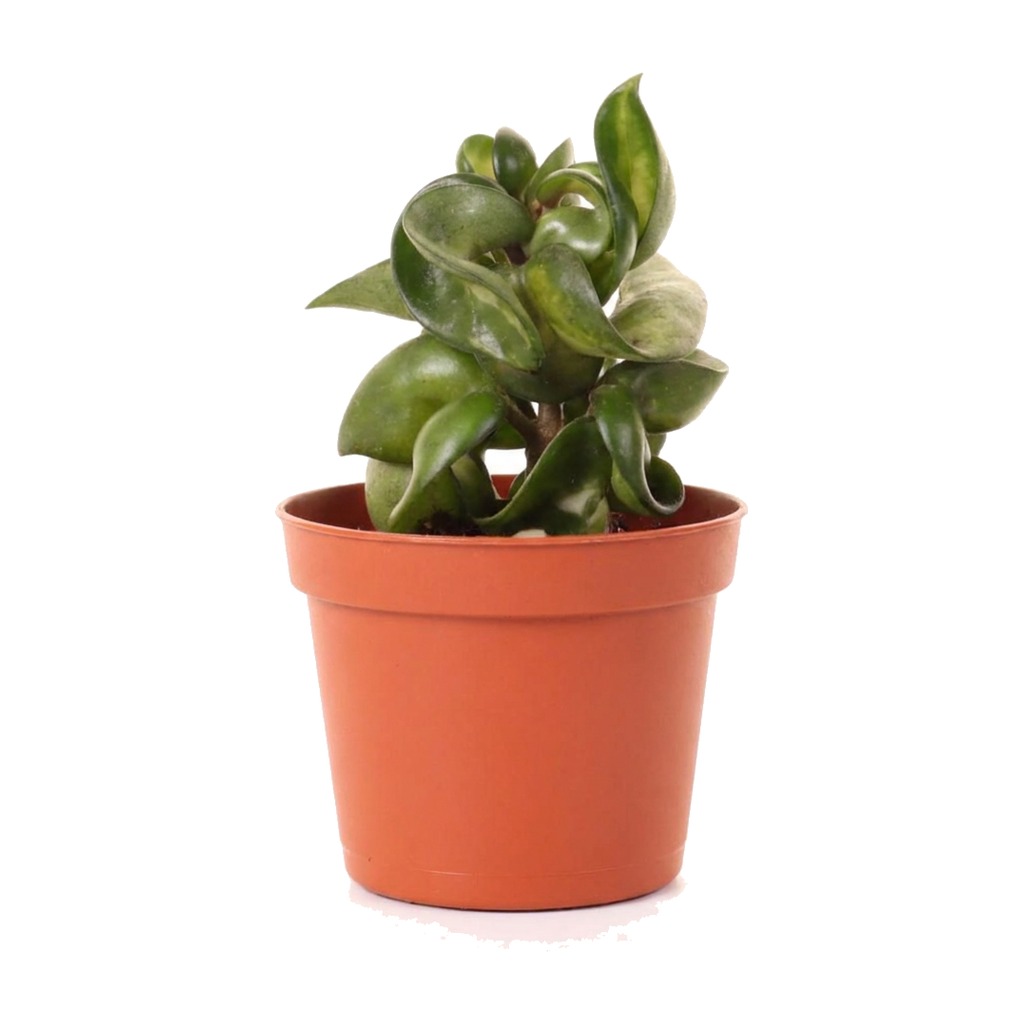 Hoja carnosa Compacta Mauna Loa ⌇ Hoya carnosa compacta 'Mauna Loa'