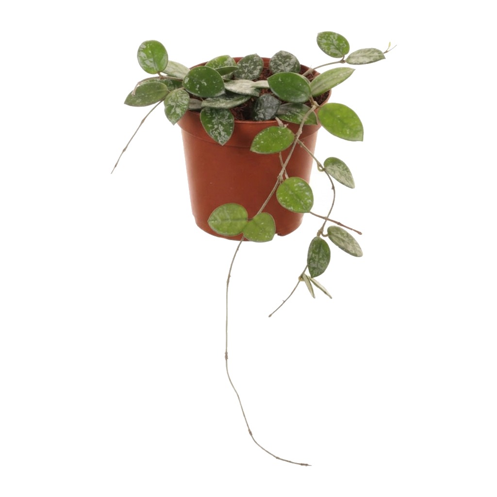 Hoja Mathilde ⌇ Hoya 'Mathilde' — rozmiar M