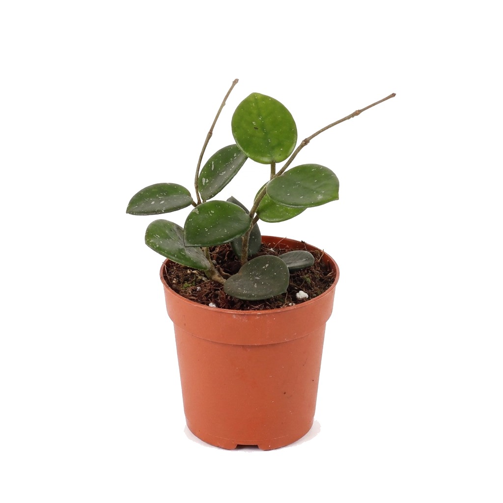 Hoja Mathilde ⌇ Hoya 'Mathilde' — rozmiar MALUCH