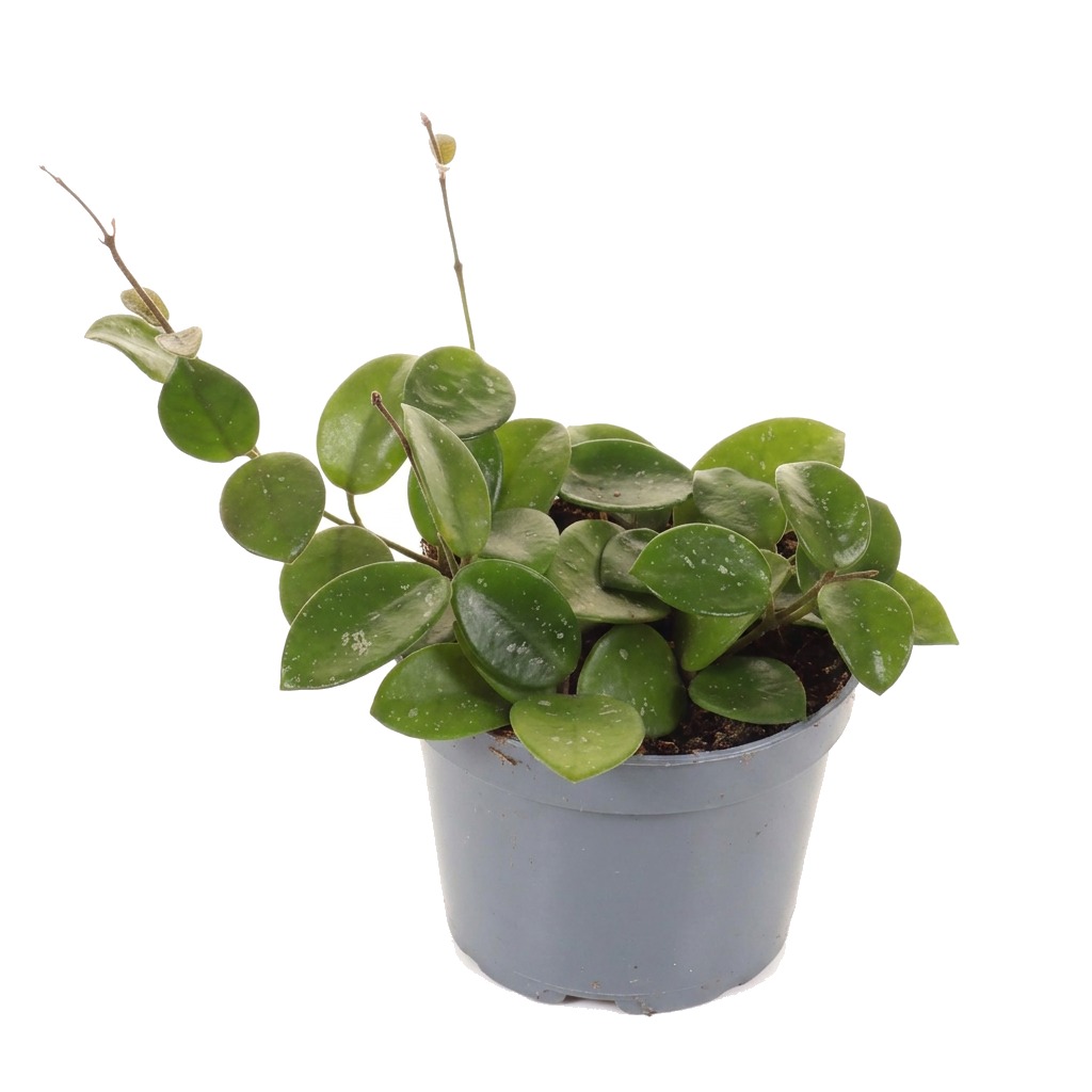 Hoja Mathilde ⌇ Hoya 'Mathilde'
