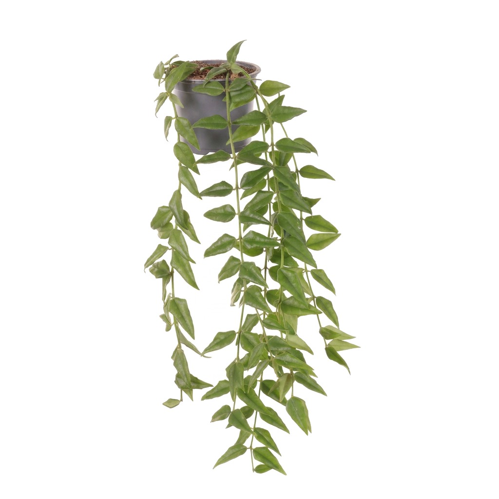 Hoja piękna ⌇ Hoya bella