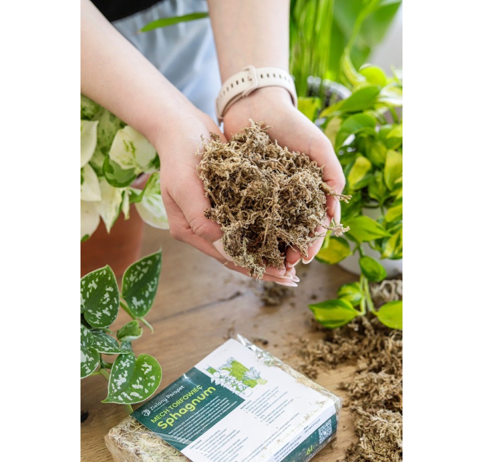 Mech torfowiec Sphagnum – dodatek do podłoża
