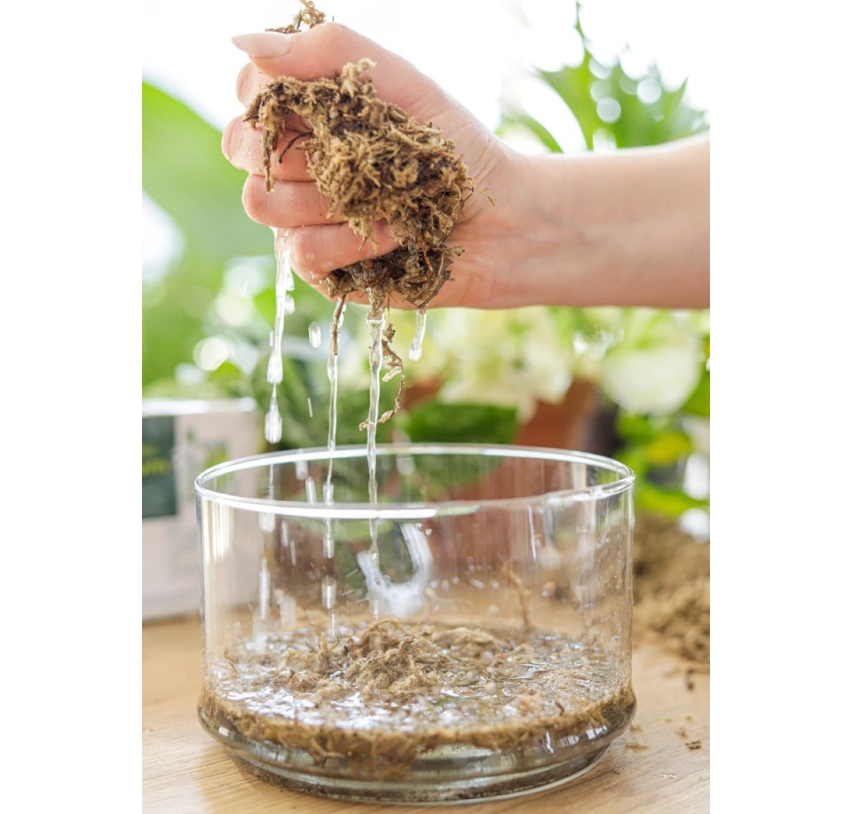 Mech torfowiec Sphagnum – dodatek do podłoża
