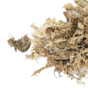 Mech torfowiec Sphagnum – dodatek do podłoża