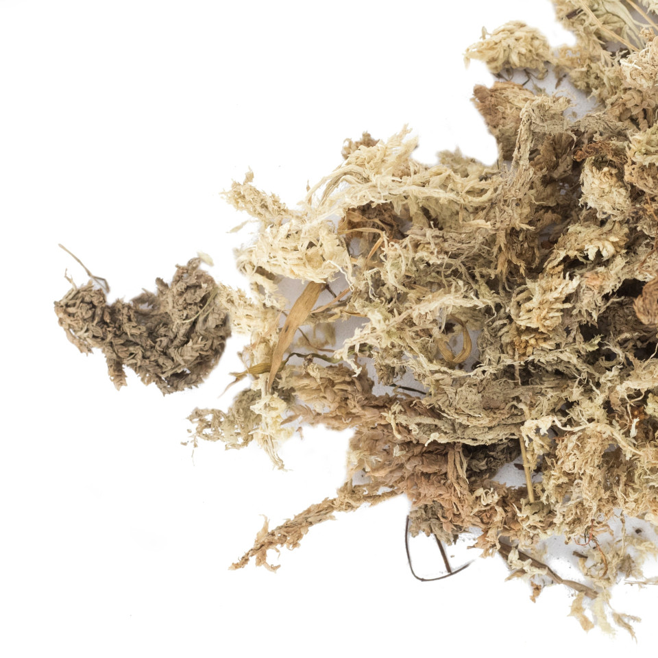 Mech torfowiec Sphagnum – dodatek do podłoża