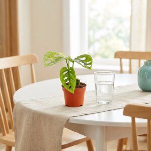 Monstera adansonii Mint