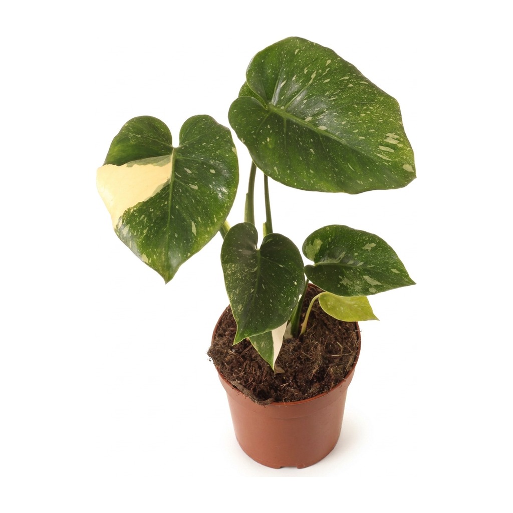 Monstera Dziurawa Thai Constellation ⌇ Monstera deliciosa 'Thai Constellation' — rozmiar M