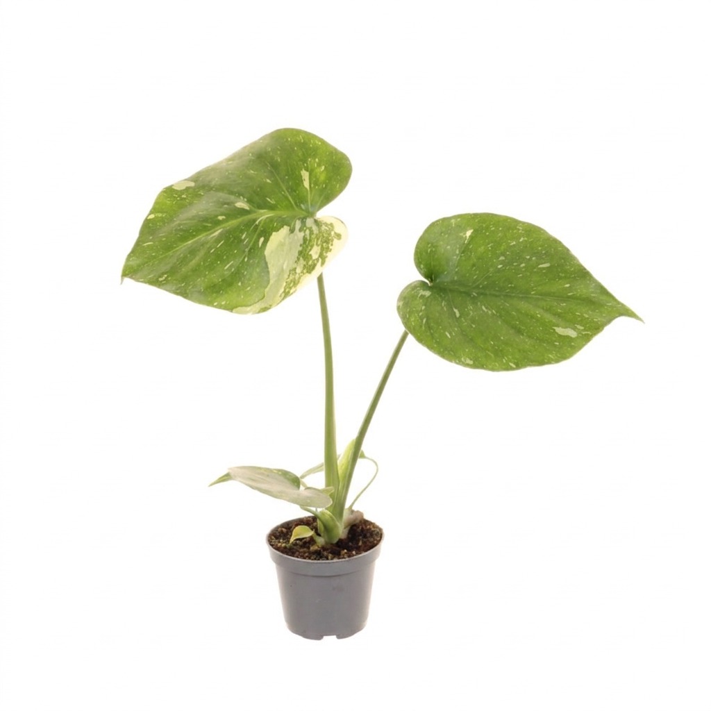 Monstera Dziurawa Thai Constellation ⌇ Monstera deliciosa 'Thai Constellation' — rozmiar MALUCH