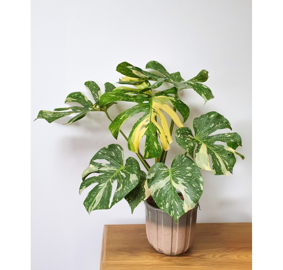 Monstera Dziurawa Thai Constellation ⌇ Monstera deliciosa 'Thai Constellation'