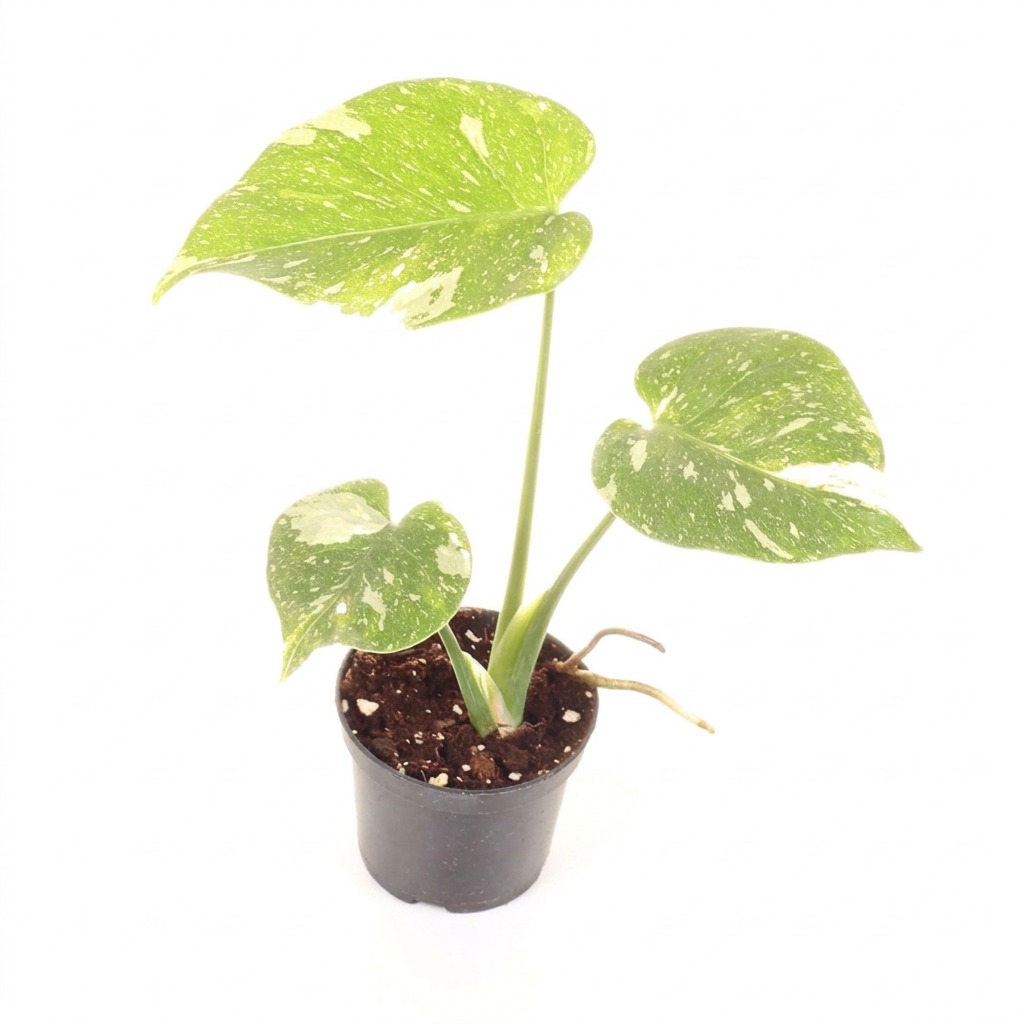 Monstera Dziurawa Thai Constellation ⌇ Monstera deliciosa 'Thai Constellation' — rozmiar S