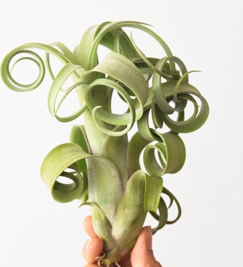 Oplątwa Curly Slim ⌇ Tillandsia 'Curly Slim'