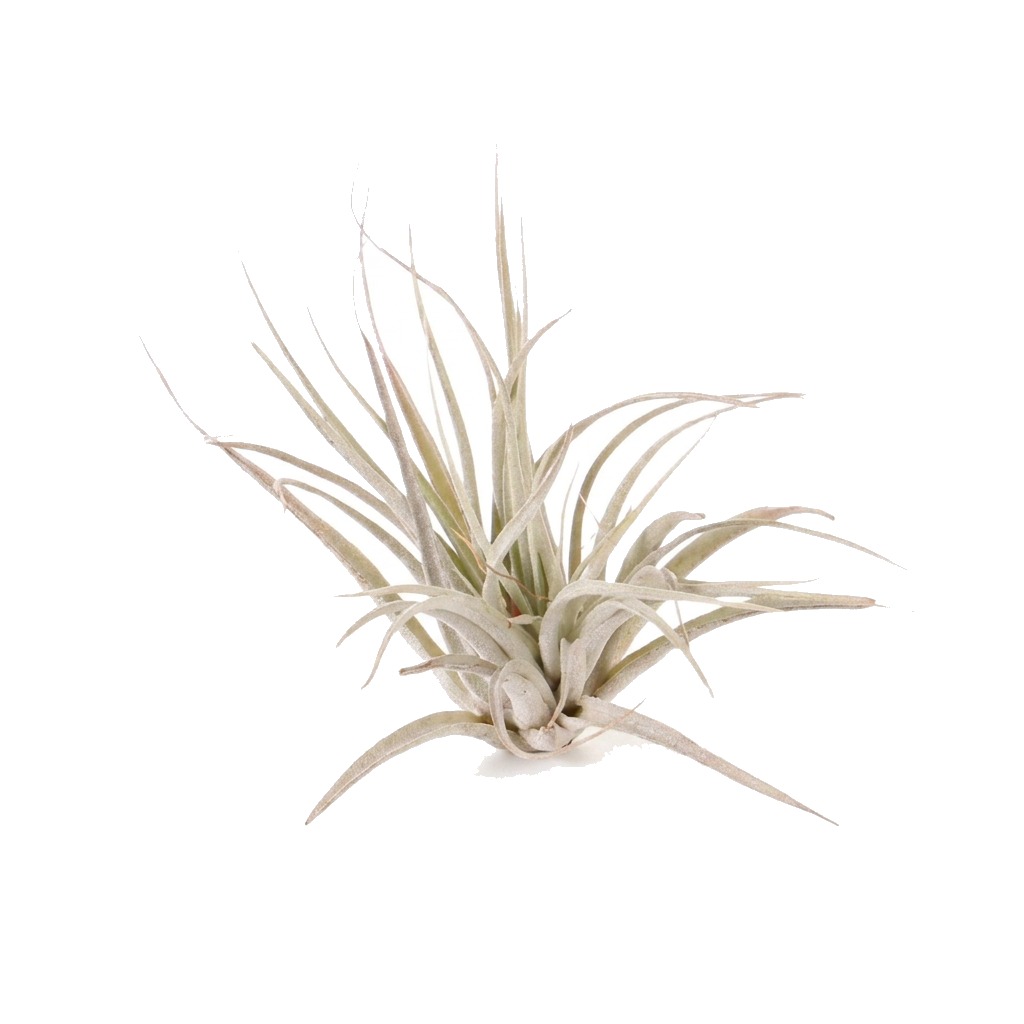 Oplątwa Houston Cotton Candy ⌇ Tillandsia Houston 'Cotton Candy'