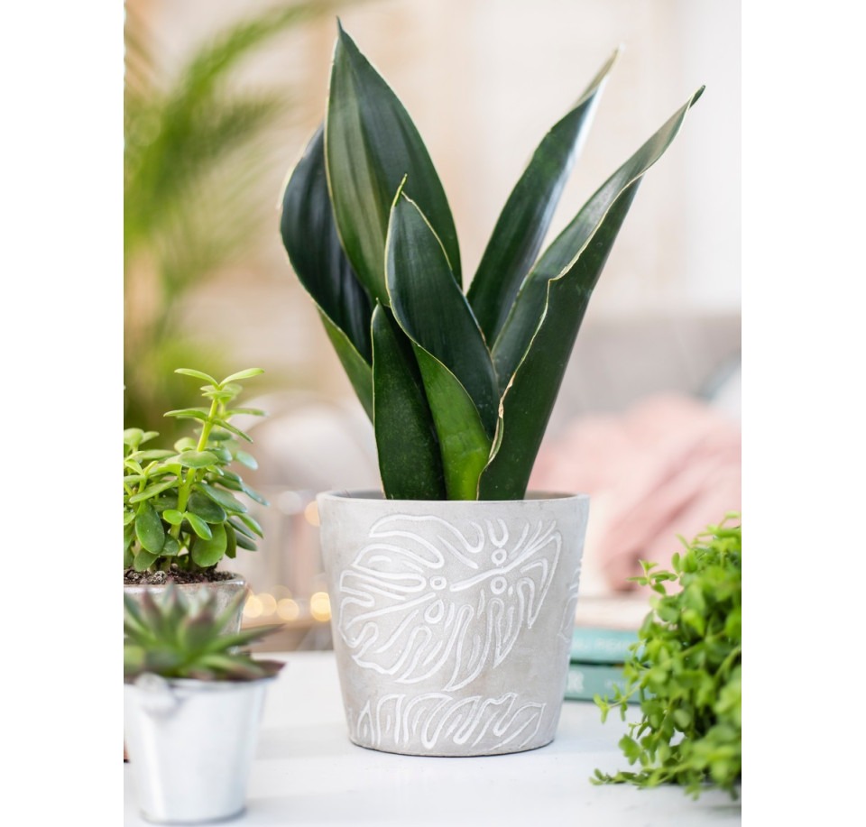 Osłonka betonowa MONSTERA szara z liściem monstery