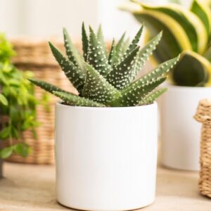 Osłonka ceramiczna biała ⌀8 cm