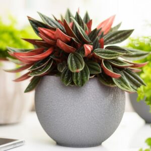 Osłonka ceramiczna LIZARD w kształcie kuli, z efektem spękania