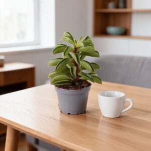 Peperomia Fire Sparks