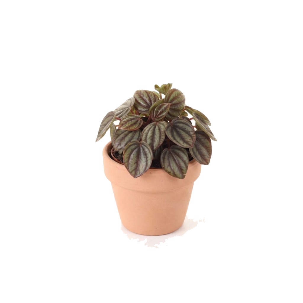 Peperomia Piccolo Banda ⌇ Peperomia albovittata 'Piccolo Banda'