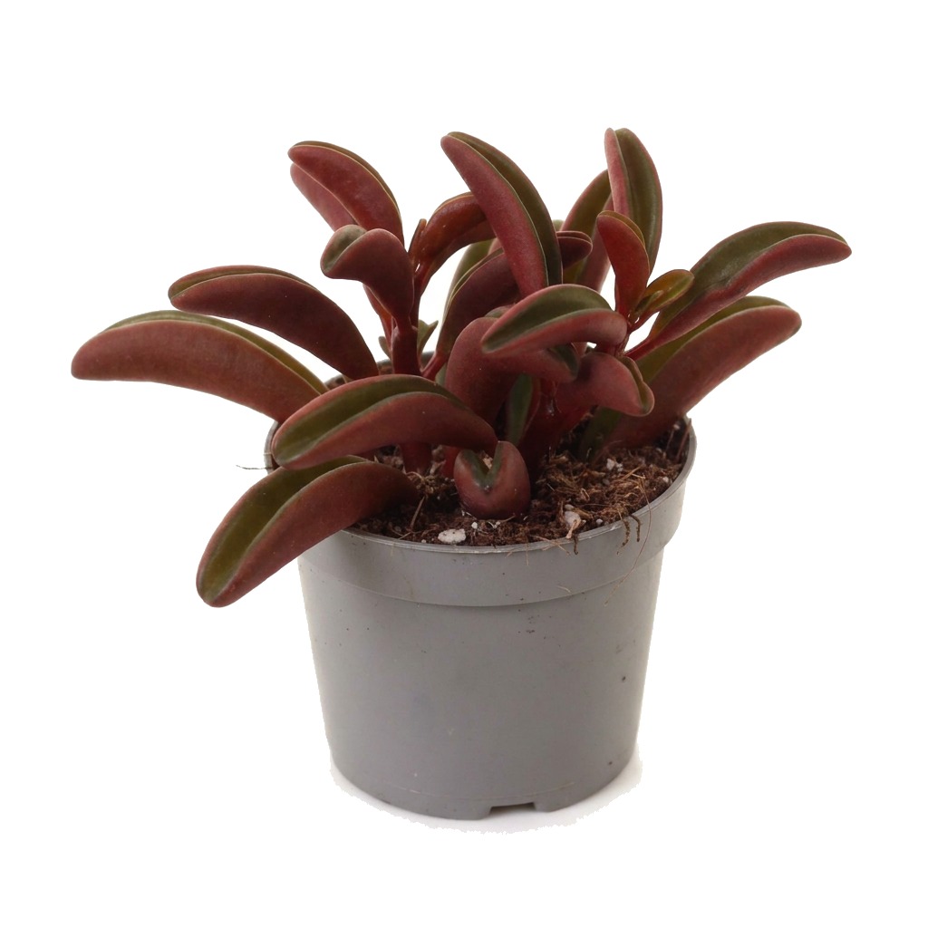 Peperomia Ruby Glow ⌇ Peperomia graveolens 'Ruby Glow'