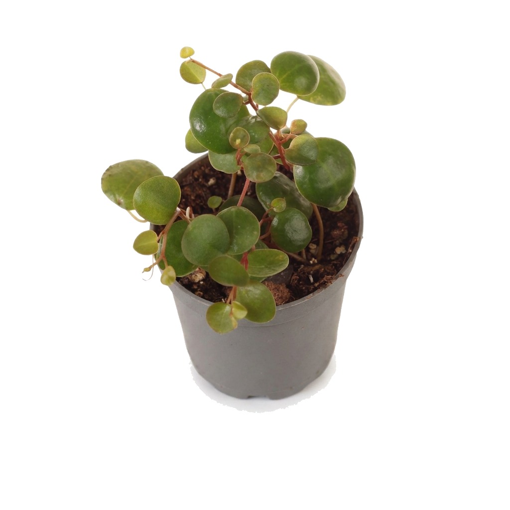 Peperomia zwisająca Pepperspot ⌇ Peperomia prostrata 'Pepperspot'