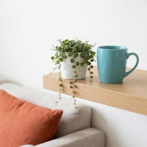 Peperomia zwisająca