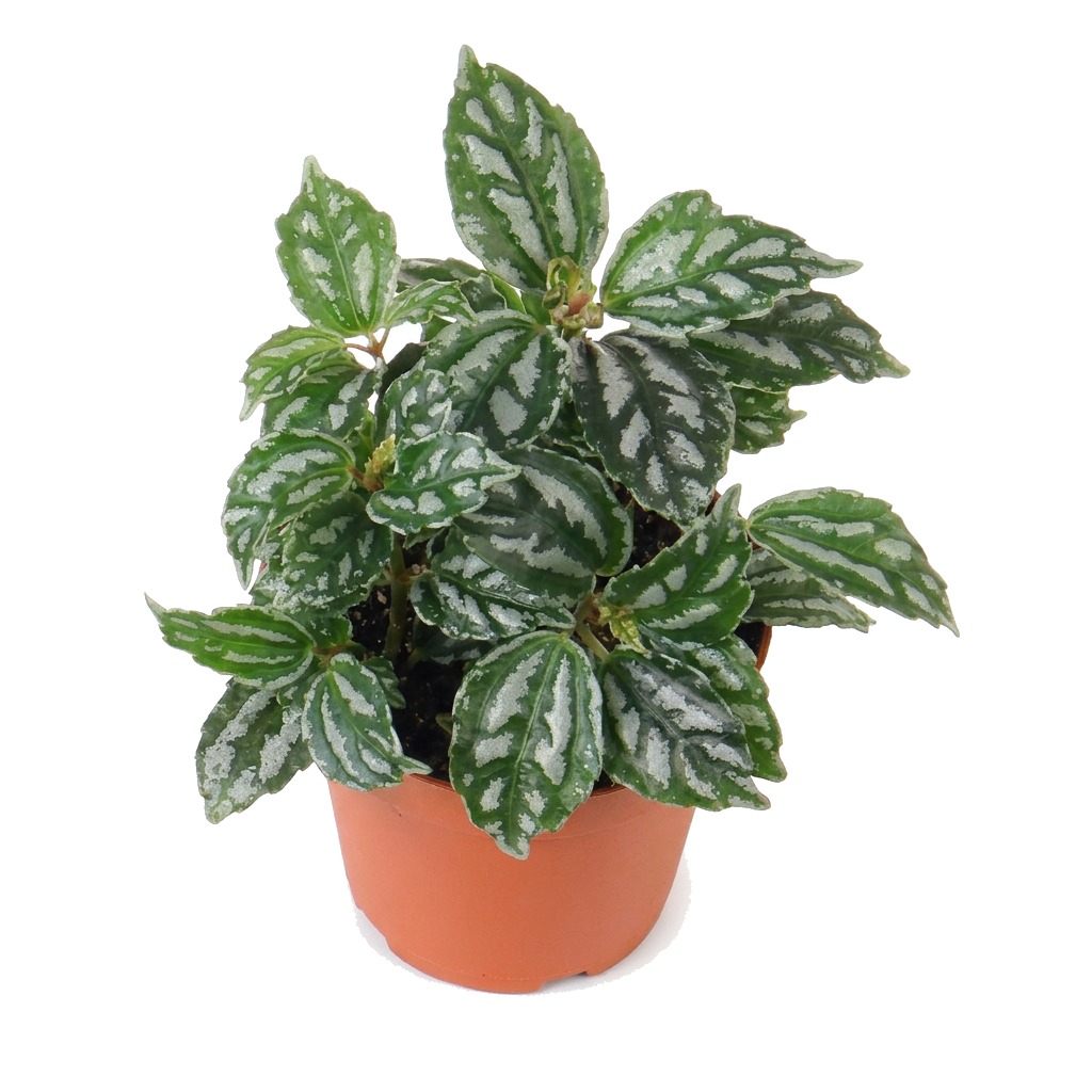 Pilea Cadiera ⌇ Pilea cadierei — rozmiar M