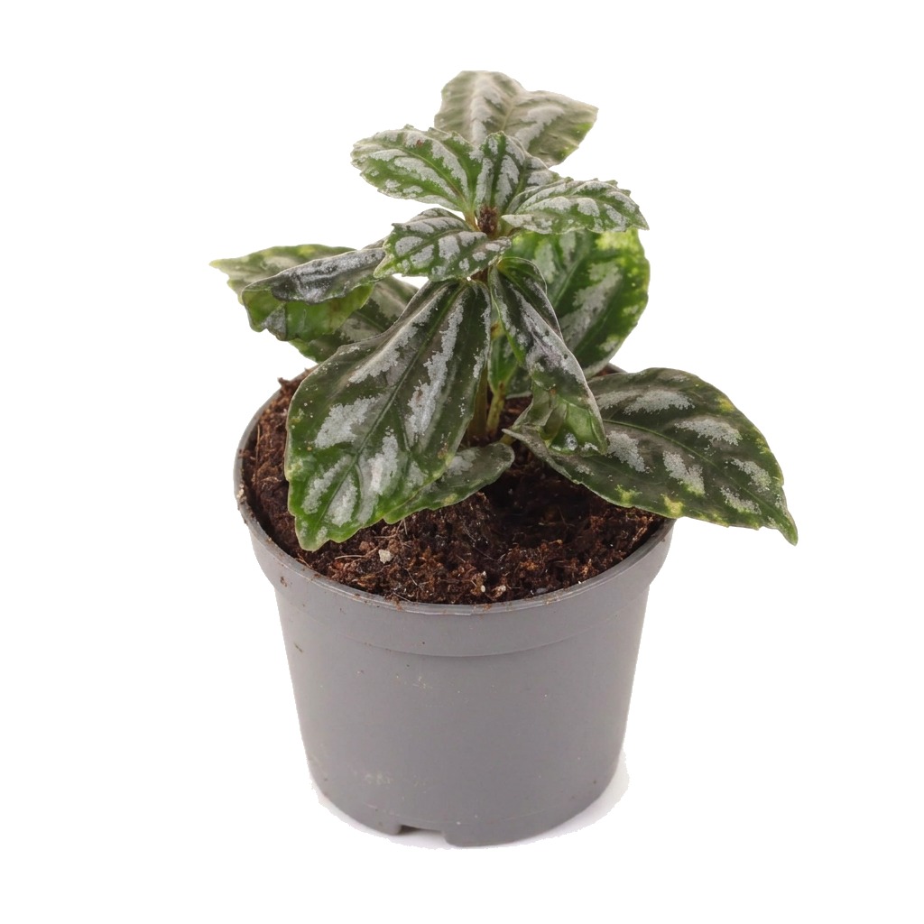 Pilea Cadiera ⌇ Pilea cadierei