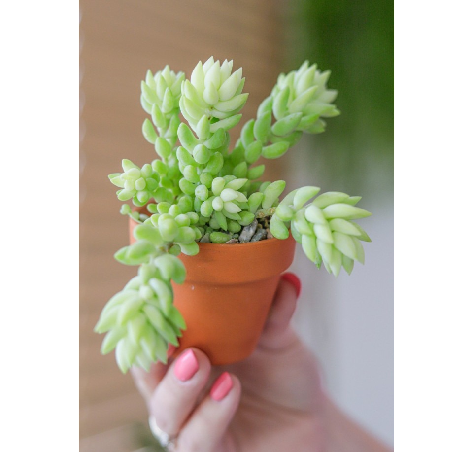 Rozchodnik Morgana Magnum ⌇ Sedum morganianum 'Magnum'