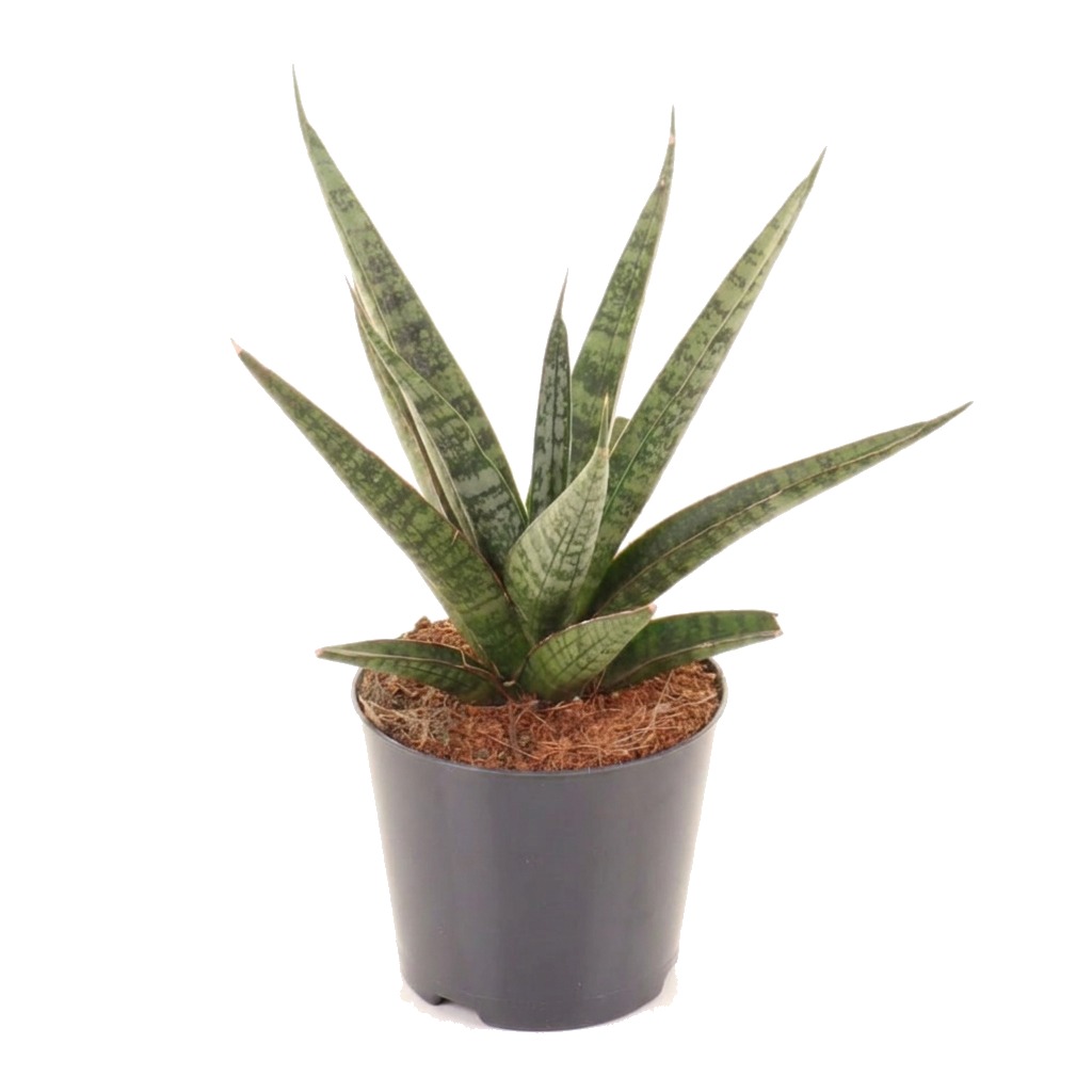 Sansewieria cylindrica Sem ⌇ Sansevieria cylindrica 'Sem'
