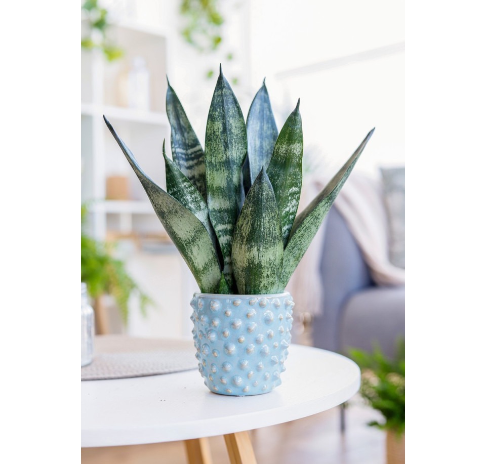 Sansewieria Frozen ⌇ Sansevieria trifasciata 'Frozen'