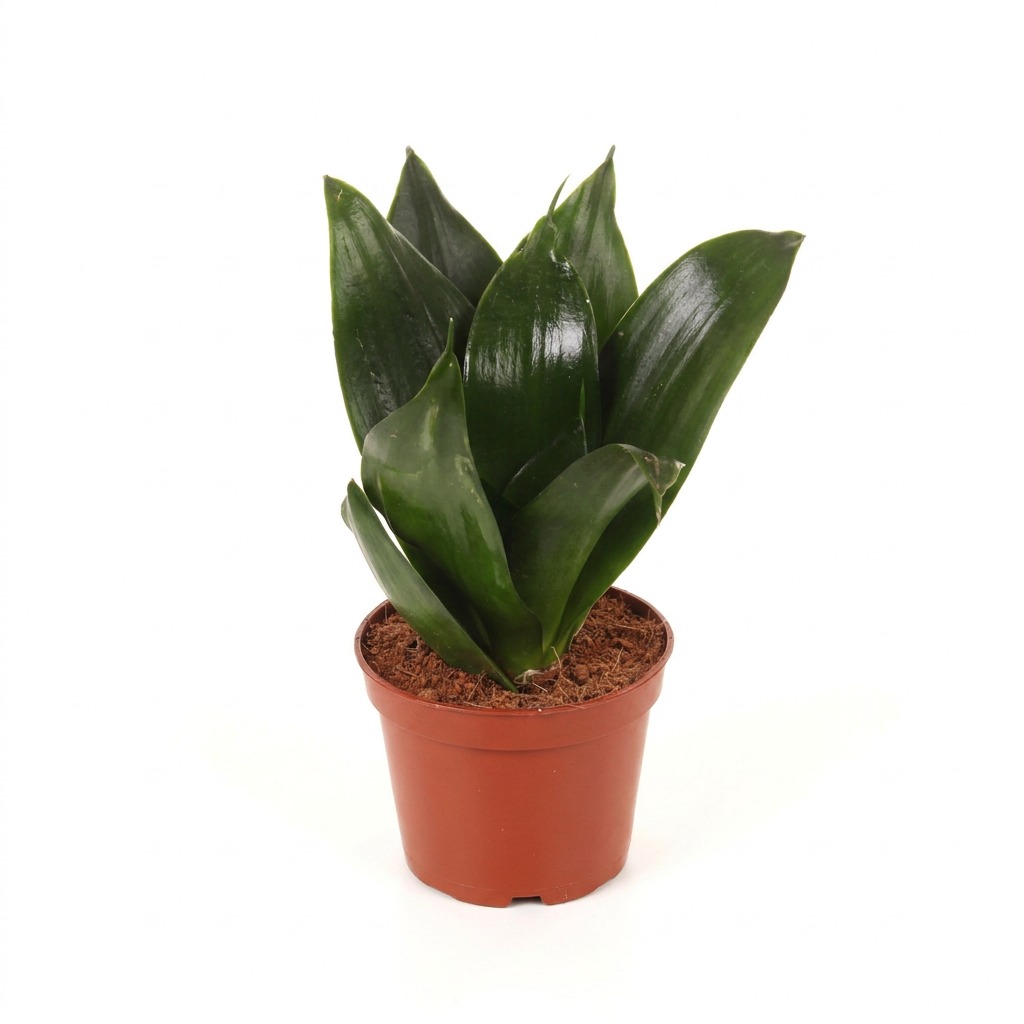 Sansewieria gwinejska Hahnii Black ⌇ Sansevieria trifasciata 'Hahnii Black' — rozmiar M